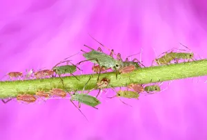 Myzus: Peach-Potato Aphid / Common Greenfly - Group of