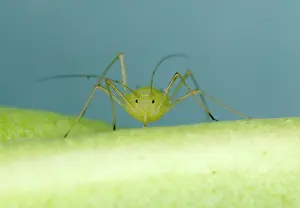 Myzus: Peach-Potato APHID / Common Greenfly - 'Head onI