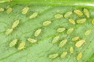 Myzus: Peach-Potato APHID / Common Greenfly - large group