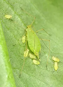 Myzus: Peach-Potato Aphid / Common Greenfly - Mother with