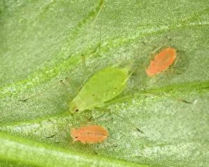 Myzus: Peach-Potato Aphid / Common Greenfly - Mother with