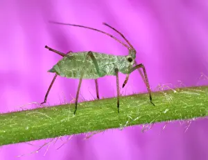 Myzus: Peach-Potato APHID / Common Greenfly - on plant stem