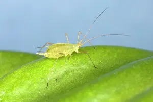 Myzus: Peach-Potato Aphid / Common Greenfly - Single adult