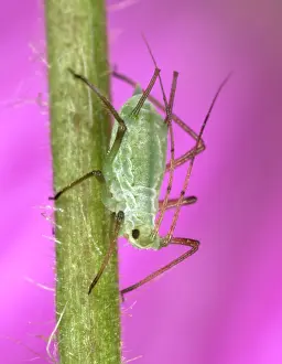 Myzus: Peach-Potato Aphid / Common Greenfly - Single specimen