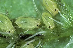 Peach: Peach potato aphid on potato leaf