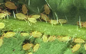 Peach: Peach Potato Aphids