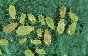 Peach: Peach potato aphids