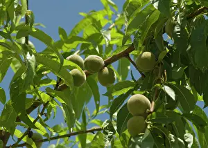 Persica: Peach
