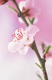 Persica: Peach
