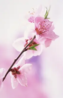 Persica: Peach
