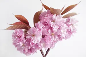 Persica: Peach