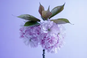 Sprig: Peach