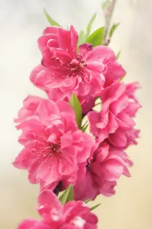 Persica: Peach