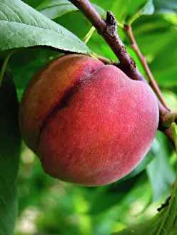 Persica: Peach