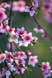Persica: Peach