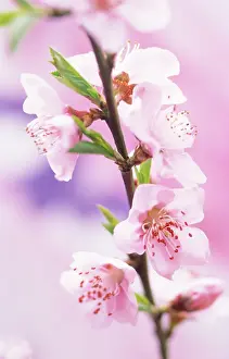 Peach: Peach
