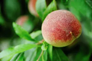 Peach: Peach