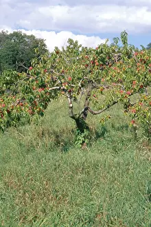 Peach: Peach Tree