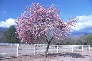 Peach: Peach Tree in Spring