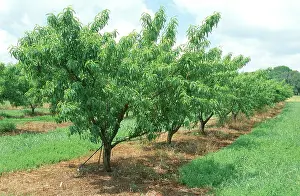 Peach: Peach Trees