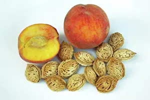 Prunus: Peaches and Pits