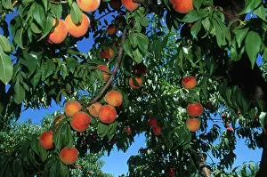 Peach: Peaches on Tree