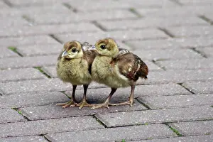 Peafowls: Peacock - 2 young chicks on a park path