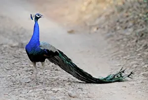 Peacocks: Peacock
