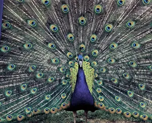 Peacocks: Peacock