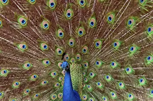 Phasianinae: Peacock