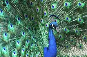 Phasianinae: Peacock