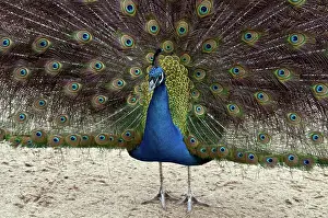 Phasianinae: Peacock