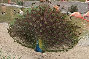 Phasianinae: Peacock
