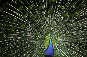 Peafowl: Peacock