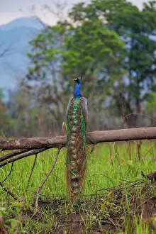 Assam: Peacock