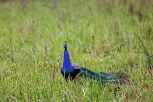Assam: Peacock