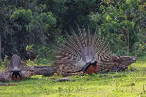 Competition: Peacock