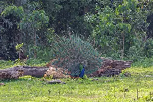 Competition: Peacock