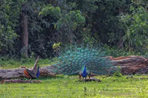 Competition: Peacock