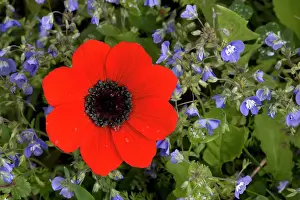 Speedwell: Peacock anemone amongst blue speedwell (Veronica glauca)