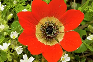 Pavonina: Peacock Anemone, scarlet form, in flower in spring