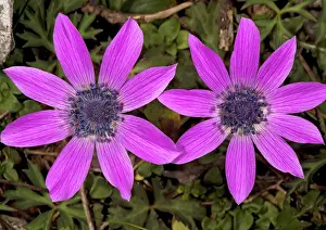 Pavonina: Peacock anemones