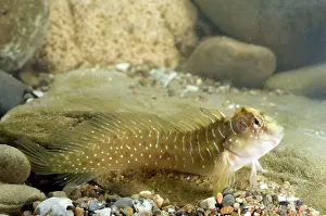 Blenny: Peacock blenny - male - in water