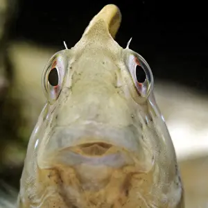 Blenny: Peacock Blenny (Salaria pavo) portrait, Around the