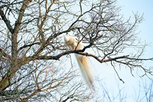 Uicn: Peacock blue leucistic male on a branch - Sologne France