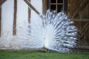 Attractive: Peacock blue leucistic male displaying - Sologne France