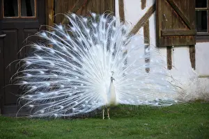 Attractive: Peacock blue leucistic male displaying - Sologne France