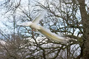 Flaps: Peacock blue leucistic male flying away - Sologne France