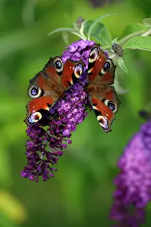 Buddleia: Peacock Butterfly - 2 feeding on Buddleia plant blossom