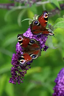 Buddleia: Peacock Butterfly - 2 feeding on Buddleia plant blossom